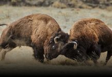 National Geographic Yellowstone Live Sweepstakes