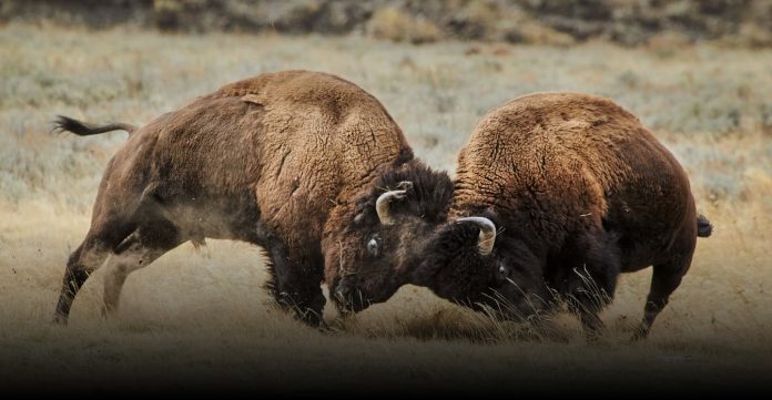 National Geographic Yellowstone Live Sweepstakes