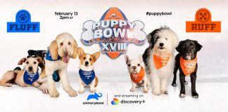 Puppy Bowl Kitty Halftime Sweepstakes 2022