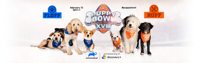 Puppy Bowl Kitty Halftime Sweepstakes 2022