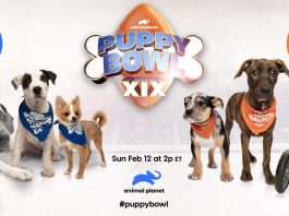 Puppy Bowl Sweepstakes 2023 From Arm And Hammer