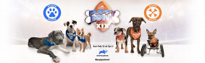 Puppy Bowl Sweepstakes 2023 From Arm And Hammer